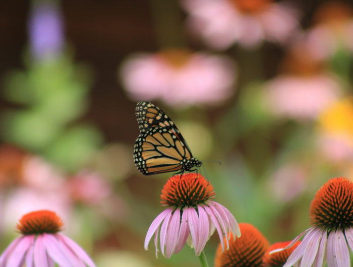 <h2>How can we help you?</h2>