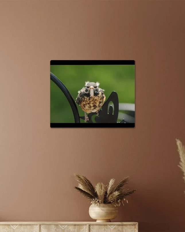 Bold Beginnings: A Fledgling Robin's Fierce Look - The Butterfly Mama