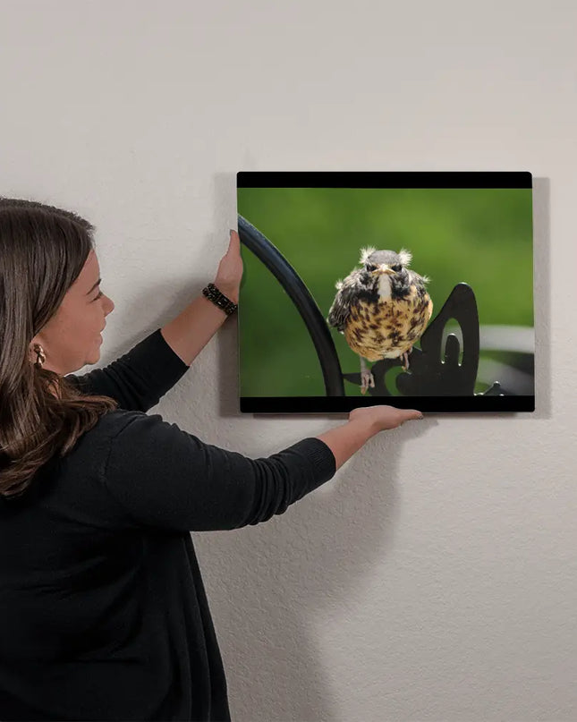 Bold Beginnings: A Fledgling Robin's Fierce Look - The Butterfly Mama